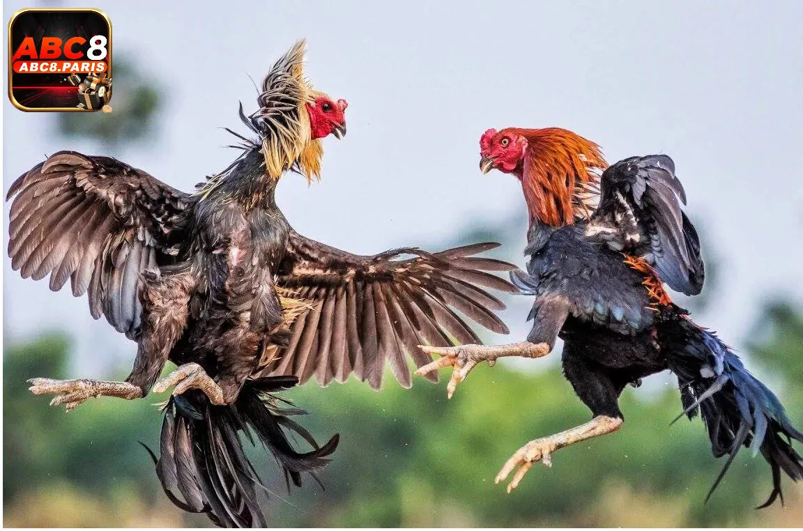 Những điểm nổi bật của Đá Gà ABC8