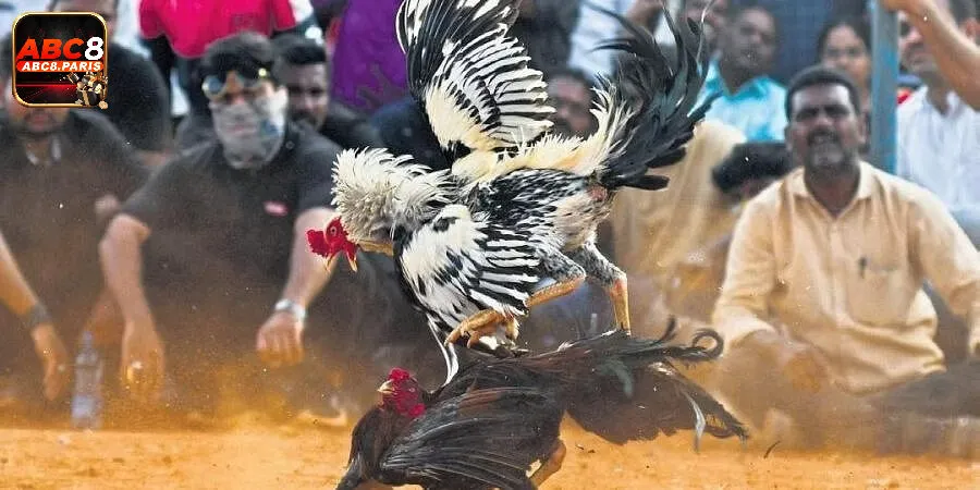 Đá Gà Cựa Sắt tại ABC8