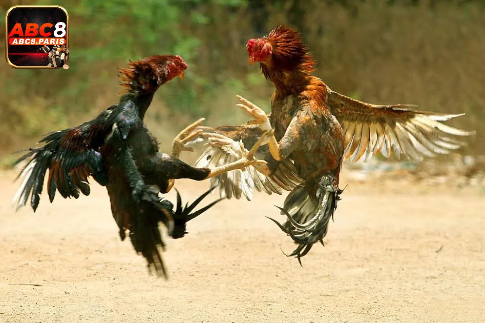 Các bước tham gia 