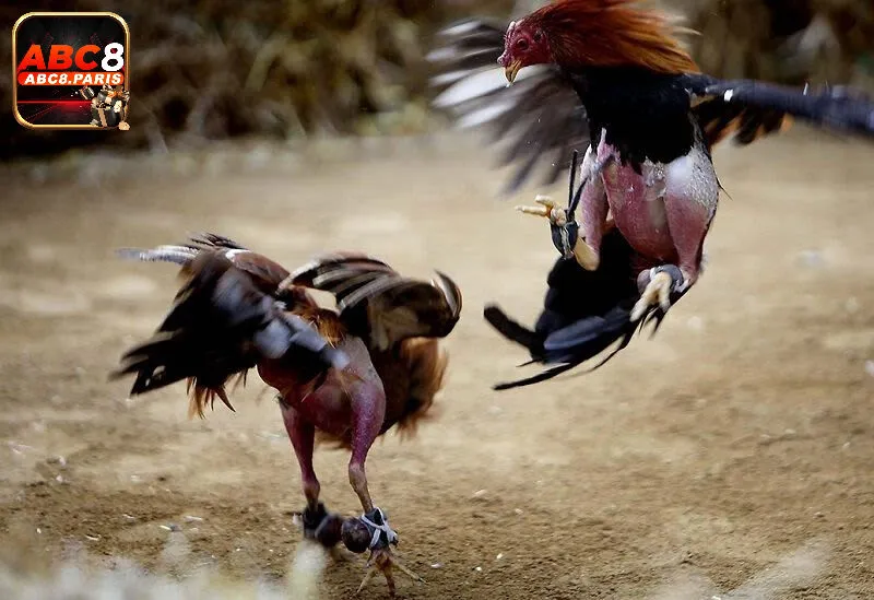 Những điểm quan trọng cần nhớ khi tham gia đá gà cựa sắt 