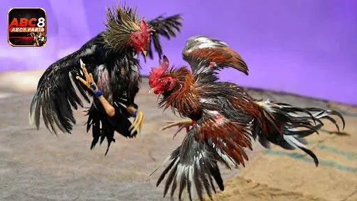 Sự phát triển rộng rãi của đá gà cựa sắt 