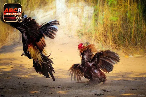 Những lưu ý khi chơi