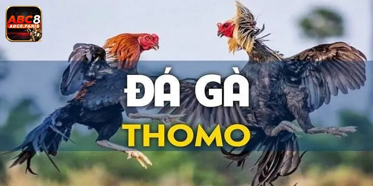 Những lưu ý khi tham gia đá gà thomo