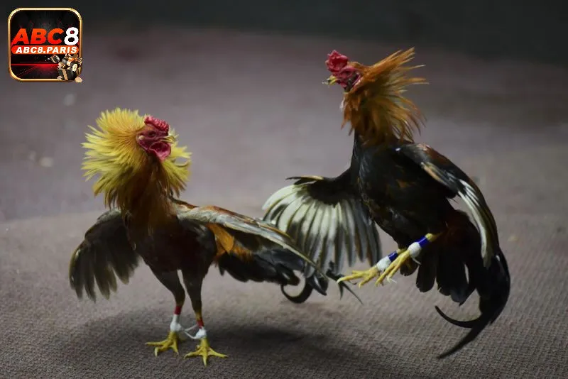 Đá gà ABC8 – Sân chơi đỉnh cao của những người mê đá gà trực tuyến 3 Cam kết về sự uy tín đá gà ABC8